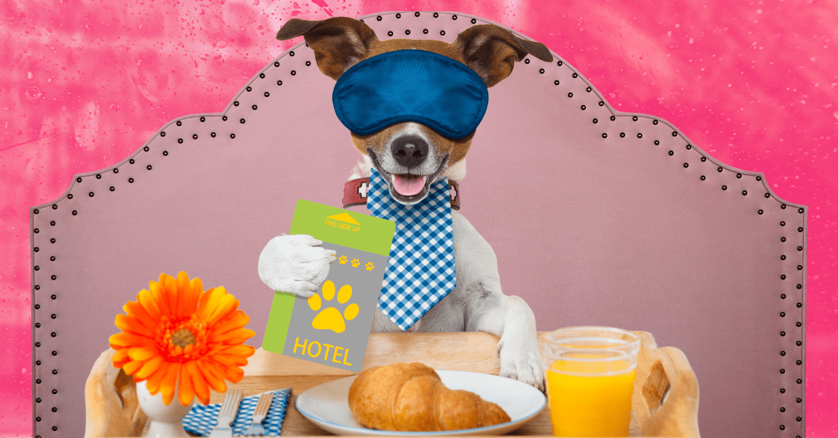 A dog in a pink bed with an eye mask and a tray of hotel room service.